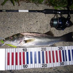 シーバス釣行にて外道を含む釣果